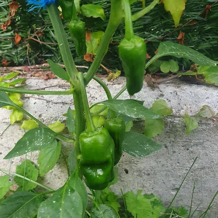 בית נופש Casa Vacacional Mirador De San Vicente