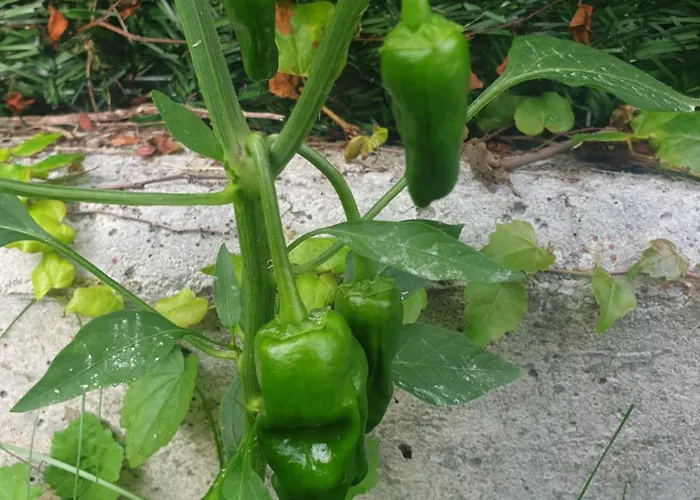 בית נופש Casa Vacacional Mirador De San Vicente